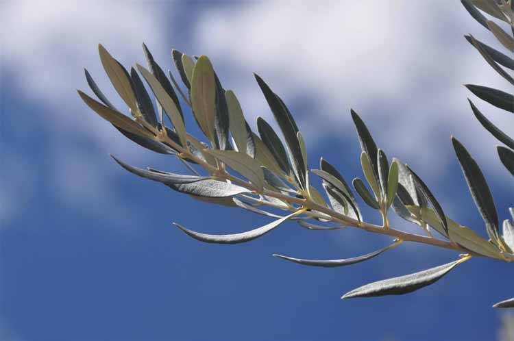 olive leaves